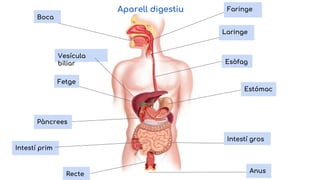 Estómac
Anus
Pàncrees
Intestí gros
Esòfag
Fetge
Boca
Intestí prim
Vesícula
biliar
Recte
Aparell digestiu
Laringe
Faringe
 