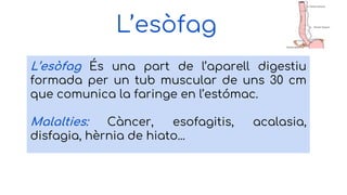 L’esòfag
L’esòfag És una part de l’aparell digestiu
formada per un tub muscular de uns 30 cm
que comunica la faringe en l’estómac.
Malalties: Càncer, esofagitis, acalasia,
disfagia, hèrnia de hiato...
 