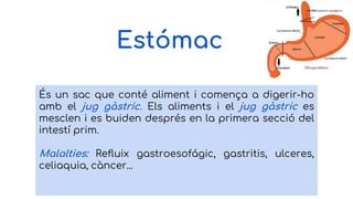 Estómac
És un sac que conté aliment i comença a digerir-ho
amb el jug gàstric. Els aliments i el jug gàstric es
mesclen i es buiden després en la primera secció del
intestí prim.
Malalties: Refluix gastroesofágic, gastritis, ulceres,
celiaquia, càncer...
 