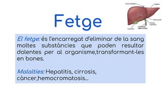 Fetge
El fetge: és l’encarregat d’eliminar de la sang
moltes substàncies que poden resultar
dolentes per al organisme,transformant-les
en bones.
Malalties: Hepatitis, cirrosis,
càncer,hemocromatosis...
 