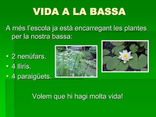 VIDA A LA BASSA
A més l’escola ja està encarregant les plantes
per la nostra bassa:
 2 nenúfars.
 4 lliris.
 4 paraigüets.
Volem que hi hagi molta vida!
 