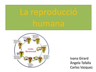 La reproducció
    humana


            Ivana Girard
            Àngela Tafalla
            Carlos Vazquez
 