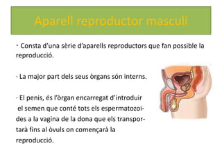 Aparell reproductor masculí
· Consta d’una sèrie d’aparells reproductors que fan possible la
reproducció.

· La major part dels seus òrgans són interns.

· El penis, és l’òrgan encarregat d’introduir
 el semen que conté tots els espermatozoi-
des a la vagina de la dona que els transpor-
tarà fins al òvuls on començarà la
reproducció.
 