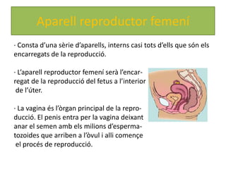 Aparell reproductor femení
· Consta d’una sèrie d’aparells, interns casi tots d’ells que són els
encarregats de la reproducció.

· L’aparell reproductor femení serà l’encar-
regat de la reproducció del fetus a l’interior
 de l’úter.

· La vagina és l’òrgan principal de la repro-
ducció. El penis entra per la vagina deixant
anar el semen amb els milions d’esperma-
tozoides que arriben a l’òvul i alli començe
 el procés de reproducció.
 