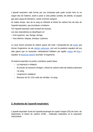 L’aparell respiratori està format per uns conductes pels quals circula l’aire ric en
oxigen des de l’exterior, anant a parar a unes petites cavitats, els alvèols, on aquest
gas serà capaç de difondre’s i entrar al torrent sanguini.
Al mateix temps, des de la sang es difondrà el diòxid de carboni fins els tubs de
l’aparell respiratori, que el portaran a l’exterior.
Tot l’aparell respiratori està recobert de mucosa.
Les vies respiratòries es classifiquen en:
– Vies superiors: nas, faringe i laringe.
– Vies inferiors: tràquea, brònquis i pulmons.
La seva funció principal és obtenir gasos del medi i transportar-los als teixits que
formen l'organisme via els alvèols pulmonars, així com la posterior expulsió del cos
dels gasos que no necessita. Habitualment l'utilitzem per agafar oxigen de l'aire i
expulsar el diòxid de carboni acumulat a l'organisme.
Al sistema respiratori es poden considerar quatre fases:
- La inspiració o inhalació
- El procés de bescanvi d'oxigen i diòxid de carboni entre els alvèols pulmonars
i la sang.
- L'expiració o exhalació
- Bescanvi de O2 i CO2 entre les cèl·lules i la sang.
2. Anatomia de l’aparell respiratori.
L’aparell respiratori humà és l’aparell encarregat de captar l’oxigen (O2) de l’aire i de
desprendre el diòxid de carboni (CO2) , molècules implicades en la respiració
mitocondrial.
 