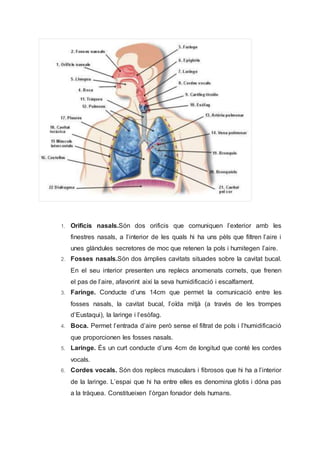 1. Orificis nasals.Són dos orificis que comuniquen l’exterior amb les
finestres nasals, a l’interior de les quals hi ha uns pèls que filtren l’aire i
unes glàndules secretores de moc que retenen la pols i humitegen l’aire.
2. Fosses nasals.Són dos àmplies cavitats situades sobre la cavitat bucal.
En el seu interior presenten uns replecs anomenats cornets, que frenen
el pas de l’aire, afavorint així la seva humidificació i escalfament.
3. Faringe. Conducte d’uns 14cm que permet la comunicació entre les
fosses nasals, la cavitat bucal, l’oïda mitjà (a través de les trompes
d’Eustaqui), la laringe i l’esòfag.
4. Boca. Permet l’entrada d’aire però sense el filtrat de pols i l’humidificació
que proporcionen les fosses nasals.
5. Laringe. És un curt conducte d’uns 4cm de longitud que conté les cordes
vocals.
6. Cordes vocals. Són dos replecs musculars i fibrosos que hi ha a l’interior
de la laringe. L’espai que hi ha entre elles es denomina glotis i dóna pas
a la tràquea. Constitueixen l’òrgan fonador dels humans.
 