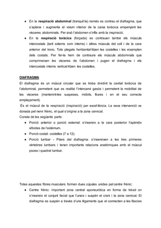 ● En la respiració abdominal (tranquil·la) només es contrau el diafragma, que
s’aplana i augmenta el volum interior de la caixa toràcica empenyent les
vísceres abdominals. Per això l’abdomen s’infla amb la inspiració.
● En la respiració toràcica (forçada) es contrauen també els músculs
intercostals (tant externs com interns) i altres músculs del coll i de la cara
anterior del tronc. Tots plegats horitzontal·litzen les costelles i les eixamplen
dels costats. Per fer-la hem de contraure els músculs abdominals que
comprimeixen les vísceres de l’abdomen i pugen el diafragma i els
intercostals interns vertical·litzen les costelles.
DIAFRAGMA
El diafragma és un múscul circular que es troba dividint la cavitat toràcica de
l’abdominal, permetent que es realitzi l’intercanvi gasós i permetent la mobilitat de
les vísceres (mantenint-les suspeses, mòbils, lliures i en el seu correcte
emplaçament).
És el múscul de la respiració (inspiració) per excel·lència. La seva intervenció ve
donada pel nervi frènic, el qual s’origina a la zona cervical.
Consta de les següents parts:
● Porció anterior o porció esternal: s’insereix a la cara posterior l’apèndix
xifoides de l’estèrnum.
● Porció costal: costelles (7 a 12).
● Porció lumbar - Pilars del diafragma: s’insereixen a les tres primeres
vèrtebres lumbars i tenen importants relacions anatòmiques amb el múscul
psoes i quadrat lumbar.
Totes aquestes fibres musculars formen dues cúpules unides pel centre frènic:
● Centre frènic: important zona central aponeuròtica en forma de trèvol on
s’insereix el conjunt facial que l’uneix i suspèn el crani i la zona cervical. El
diafragma es suspèn a través d’uns lligaments que el connecten a les fàscies
 
