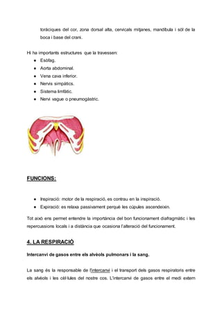 toràciques del cor, zona dorsal alta, cervicals mitjanes, mandíbula i sòl de la
boca i base del crani.
Hi ha importants estructures que la travessen:
● Esòfag.
● Aorta abdominal.
● Vena cava inferior.
● Nervis simpàtics.
● Sistema limfàtic.
● Nervi vague o pneumogàstric.
FUNCIONS:
● Inspiració: motor de la respiració, es contrau en la inspiració.
● Expiració: es relaxa passivament perquè les cúpules ascendeixin.
Tot això ens permet entendre la importància del bon funcionament diafragmàtic i les
repercussions locals i a distància que ocasiona l’alteració del funcionament.
4. LA RESPIRACIÓ
Intercanvi de gasos entre els alvèols pulmonars i la sang.
La sang és la responsable de l'intercanvi i el transport dels gasos respiratoris entre
els alvèols i les cèl·lules del nostre cos. L'intercanvi de gasos entre el medi extern
 