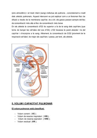 (aire atmosfèric) i el medi intern (sang) s'efectua als pulmons , concretament a nivell
dels alvèols pulmonars. Aquest intercanvi es pot explicar com a un fenomen físic de
difusió a través de la membrana capil·lar, és a dir, els gasos passen sempre del lloc
de concentració més alta al lloc de concentració més baixa
En els alvèols la concentració d'O2 és superior a la de la sang dels capil·lars (que
torna de banyar les cèl·lules del cos d’O2). L'O2 travessa la paret alveolar i la del
capil·lar i s'incorpora a la sang. Altrament, la concentració de CO2 (provinent de la
respiració cel·lular) és major als capil·lars i passa, per tant, als alvèols.
5. VOLUM I CAPACITAT PULMONAR.
El volum pulmonar està classificat:
- Volum corrent ( VC ).
- Volum de reserva inspiratori ( VRI ).
- Volum de reserva expiratori ( VRE ).
- Volum residual (VR ).
 