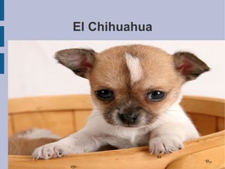 El Chihuahua 