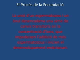 El Procés de la Fecundació

La unió d'un espermatozou i un
òvul desencadena una sèrie de
     canvis transitoris en la
    concentració d'ions, que
  impedeixen l'addició de més
   espermatozous i inicien el
 desenvolupament embrionari.
 