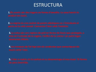 ESTRUCTURA
1.Els ovaris són dos òrgans en forma d'ametlla. La seva funció és
produir els òvuls.

2.La vagina és una cavitat de parets elàstiques on s'introdueix el
penis en la unió sexual. Comunica l'úter amb l'exterior.

3.La vulva són uns replecs de pell en forma de llavis que protegeix, a
més de l'entrada de la vagina, l'orifici de la uretra i un petit òrgan
anomenat clítoris.

4.Les trompes de Fal·lopi són els conductes que comuniquen els
ovaris amb l'úter.


5.L'úter o matriu és la cavitat on es desenvolupa el nou ésser. Té forma
de pera invertida.
 