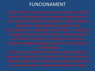 FUNCIONAMENT
A partir dels 10-13 anys, els ovaris comencen a produir
   òvuls. En una ovulació, un dels ovaris deixar anar un
òvul, que s'introdueix a la trompa de Fal·lopi i, després
         de recórrer aquest conducte, arriba a l'úter.
Les ovulacions es produeixen cada 28 dies, i comporten
  un seguit de canvis en l'úter. Així, en ovular, les parets
       de l'úter es comencen a recobrir d'una mucosa
 fortament irrigada de sang, que té com a funció acollir
                         l'òvul fecundat.
   Si l'òvul arriba a l'úter sense haver estat fecundat, la
capa que s'ha format a les parets de l'úter es desprèn i,
 juntament amb l'òvul i una mica de sang, s'expulsa del
   cos. Aquest procés s'anomena menstruació o regla.
 