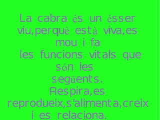 La cabra és un ésser viu,perquè està viva,es mou i fa les funcions vitals que són les  següents. Respira,es reprodueix,s'alimenta,creix i es relaciona.  