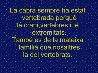 La cabra sempre ha estat vertebrada perquè té crani,vertebres i té extremitats. També es de la mateixa família que nosaltres la del vertebrats. 