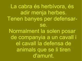 La cabra és herbívora, és adir menja herbes. Tenen banyes per defensar-se. Normalment la solen posar de companyia a un cavall i el cavall la defensa de animals que se li tiren d'amunt. 