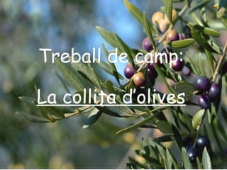 Treball de camp:
La collita d’olives
 