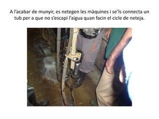 A l’acabar de munyir, es netegen les màquines i se’ls connecta un
tub per a que no s’escapi l’aigua quan facin el cicle de neteja.
 