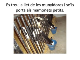 Es treu la llet de les munyidores i se’ls
porta als mamonets petits.
 