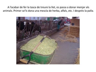 A l’acabar de fer la tasca de treure la llet, es passa a donar menjar als
animals. Primer se’ls dona una mescla de herba, alfals, etc. I desprès la palla.
 