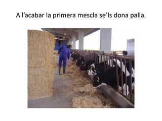 A l’acabar la primera mescla se’ls dona palla.
 