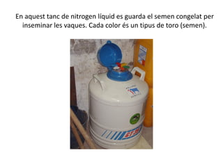 En aquest tanc de nitrogen líquid es guarda el semen congelat per
inseminar les vaques. Cada color és un tipus de toro (semen).
 