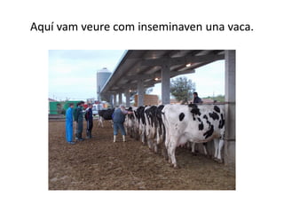 Aquí vam veure com inseminaven una vaca.
 