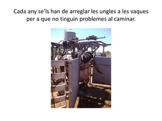 Cada any se’ls han de arreglar les ungles a les vaques
per a que no tinguin problemes al caminar.
 