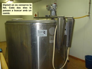 Dipòsit on es conserva la
llet. Cada dos dies la
passen a buscar amb un
camió.
 