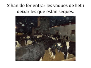S’han de fer entrar les vaques de llet i
deixar les que estan seques.
 