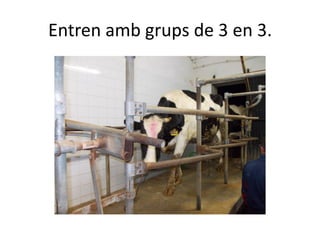 Entren amb grups de 3 en 3.
 
