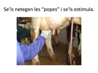 Se’ls netegen les “popes” i se’ls estimula.
 