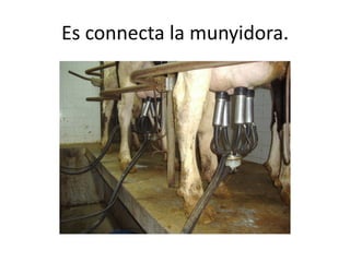 Es connecta la munyidora.
 