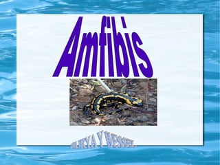 Amfibis SURYA Y WESSEL 