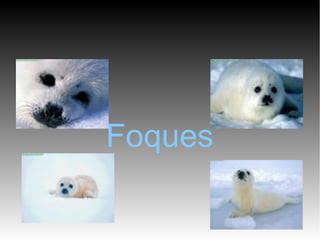 Foques 