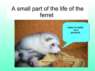 A small part of the life of the ferret  Hello! I’m KeKé.  I’m a pet ferret.   