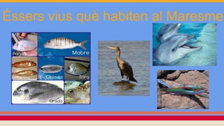 Éssers vius què habiten al Maresme
 