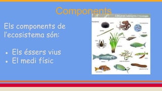 Components
Els components de
l’ecosistema són:
● Els éssers vius
● El medi físic
 