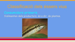 Classificació dels éssers vius
Consumidors primaris
S’alimenten dels productors, és a dir, de plantes.
 