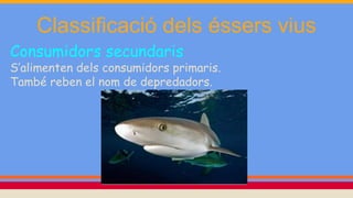 Classificació dels éssers vius
Consumidors secundaris
S’alimenten dels consumidors primaris.
També reben el nom de depredadors.
 