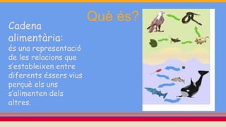 Què és?
Cadena
alimentària:
és una representació
de les relacions que
s’estableixen entre
diferents éssers vius
perquè els uns
s’alimenten dels
altres.
 