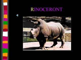 R INOCERONT 