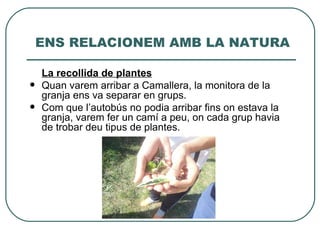 ENS RELACIONEM AMB LA NATURA

    La recollida de plantes
   Quan varem arribar a Camallera, la monitora de la
    granja ens va separar en grups.
   Com que l’autobús no podia arribar fins on estava la
    granja, varem fer un camí a peu, on cada grup havia
    de trobar deu tipus de plantes.
 