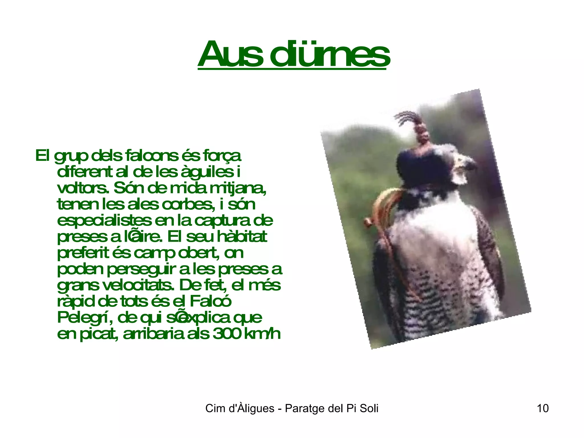 Aus diürnes El grup dels falcons és força diferent al de les àguiles i voltors. Són de mida mitjana, tenen les ales corbes, i són especialistes en la captura de preses a l’aire. El seu hàbitat preferit és camp obert, on poden perseguir a les preses a grans velocitats. De fet, el més ràpid de tots és el Falcó Pelegrí, de qui s’explica que en picat, arribaria als 300 km/h   