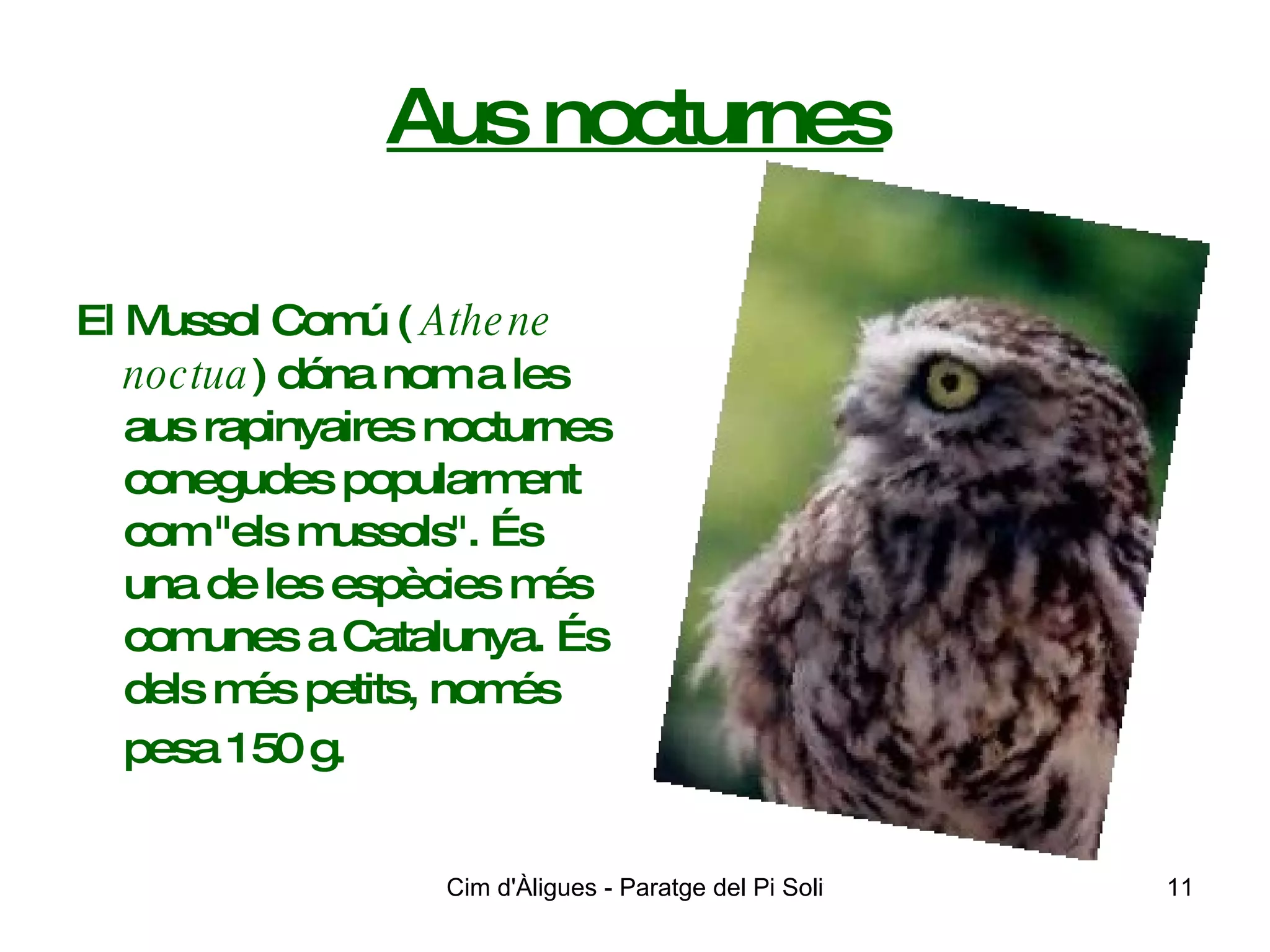 Aus nocturnes El Mussol Comú (  Athene noctua ) dóna nom a les aus rapinyaires nocturnes conegudes popularment com "els mussols". És una de les espècies més comunes a Catalunya. És dels més petits, només pesa 150 g.   