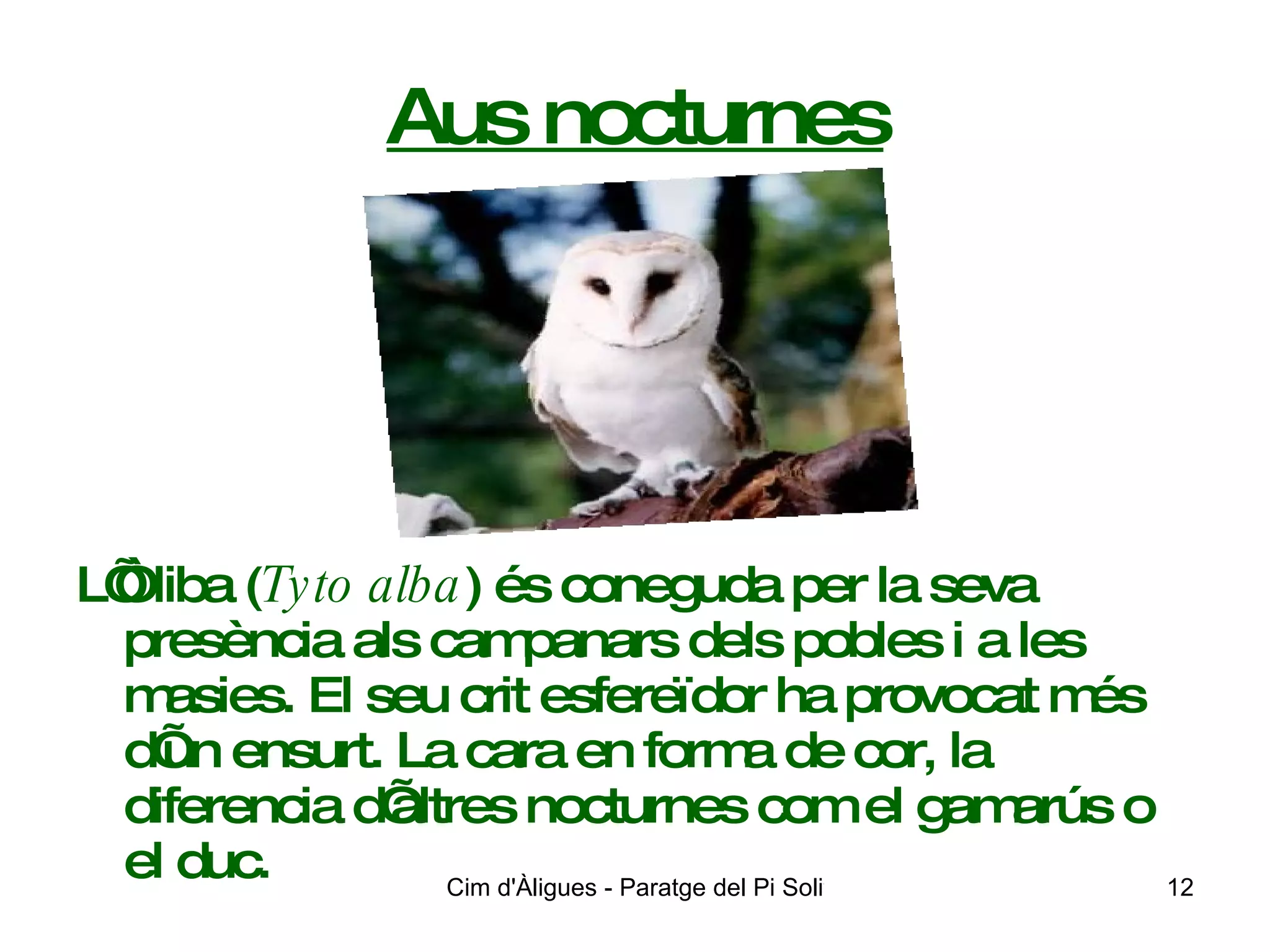 Aus nocturnes L’Òliba ( Tyto alba ) és coneguda per la seva presència als campanars dels pobles i a les masies. El seu crit esfereïdor ha provocat més d’un ensurt. La cara en forma de cor, la diferencia d’altres nocturnes com el gamarús o el duc.  