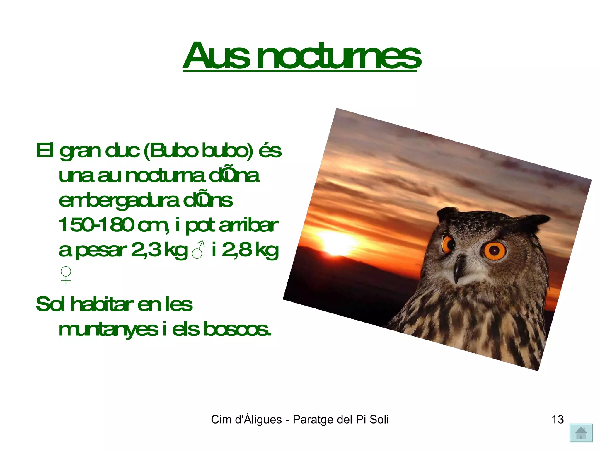Aus nocturnes El gran duc (Bubo bubo) és una au nocturna d’una embergadura d’uns 150-180 cm, i pot arribar a pesar 2,3 kg  ♂ i 2,8 kg ♀ Sol habitar en les muntanyes i els boscos. 