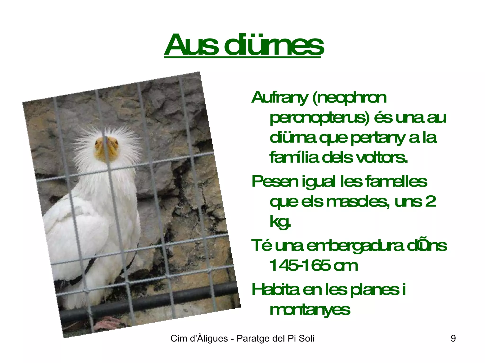 Aus diürnes Aufrany (neophron percnopterus) és una au diürna que pertany a la família dels voltors. Pesen igual les famelles que els mascles, uns 2 kg. Té una embergadura d’uns 145-165 cm Habita en les planes i montanyes 