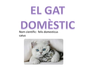 Nom científic: felis domesticus catus
 
