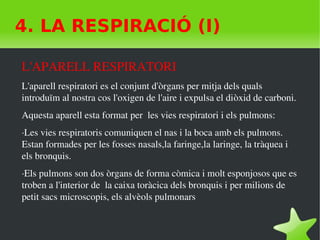    
4. LA RESPIRACIÓ (I)
L'APARELL RESPIRATORI
L'aparell respiratori es el conjunt d'òrgans per mitja dels quals 
introduïm al nostra cos l'oxigen de l'aire i expulsa el diòxid de carboni.
Aquesta aparell esta format per  les vies respiratori i els pulmons:
∙Les vies respiratoris comuniquen el nas i la boca amb els pulmons. 
Estan formades per les fosses nasals,la faringe,la laringe, la tràquea i 
els bronquis.
∙Els pulmons son dos òrgans de forma còmica i molt esponjosos que es 
troben a l'interior de  la caixa toràcica dels bronquis i per milions de 
petit sacs microscopis, els alvèols pulmonars
 
·
 